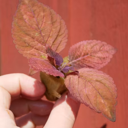 Coleus 'Morgan Le Fray'
