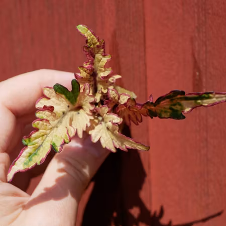 Coleus 'Nimble'