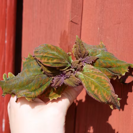 Coleus 'Rizzla'
