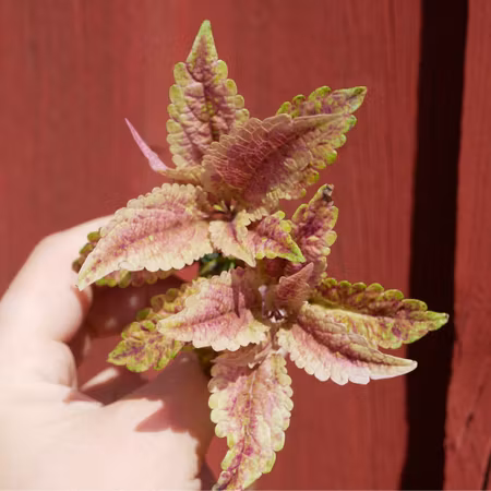 Coleus 'Sweet But Psycho'