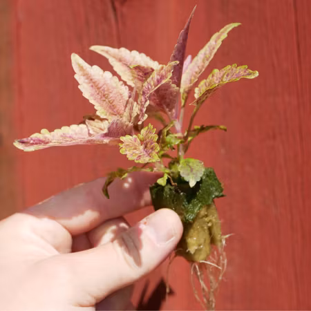 Coleus 'Sweet But Psycho'