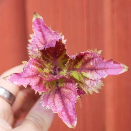 Coleus 'Taura'
