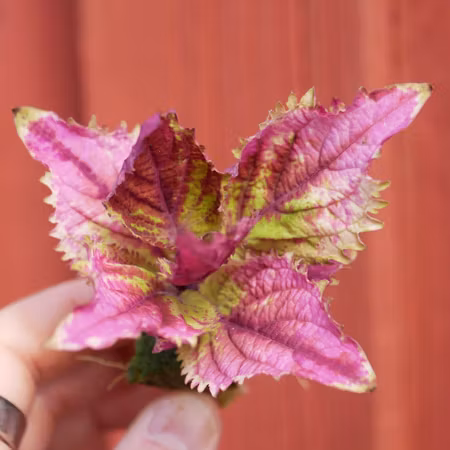Coleus 'Taura'