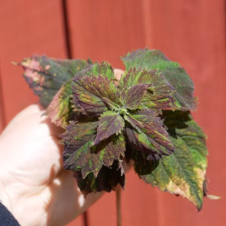 Coleus 'Tequila'