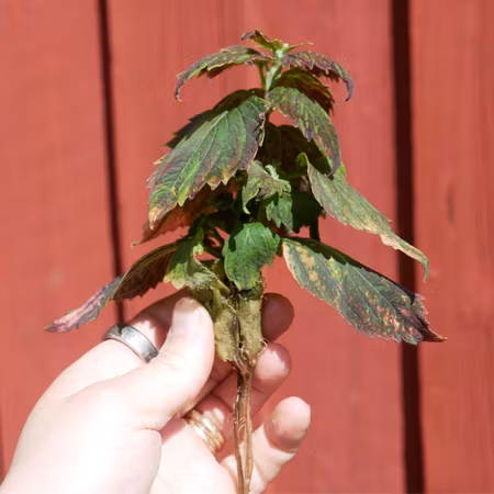 Coleus 'Tequila'