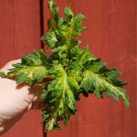 Coleus 'Hercules Estelle'