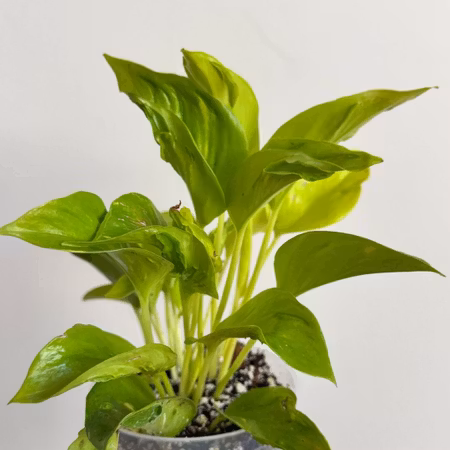Epipremnum aureum "Champs Élysées"