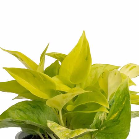 Epipremnum aureum "Champs Élysées"