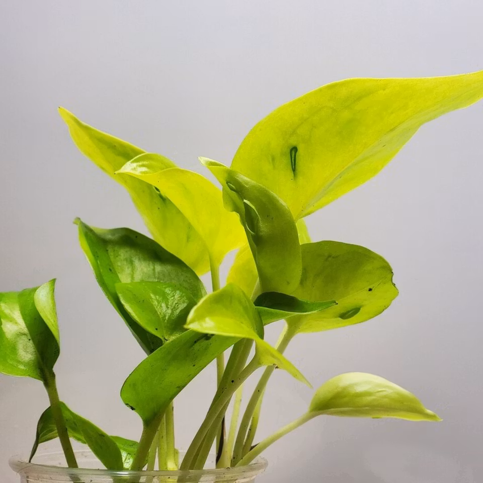 Epipremnum aureum "Champs Élysées"