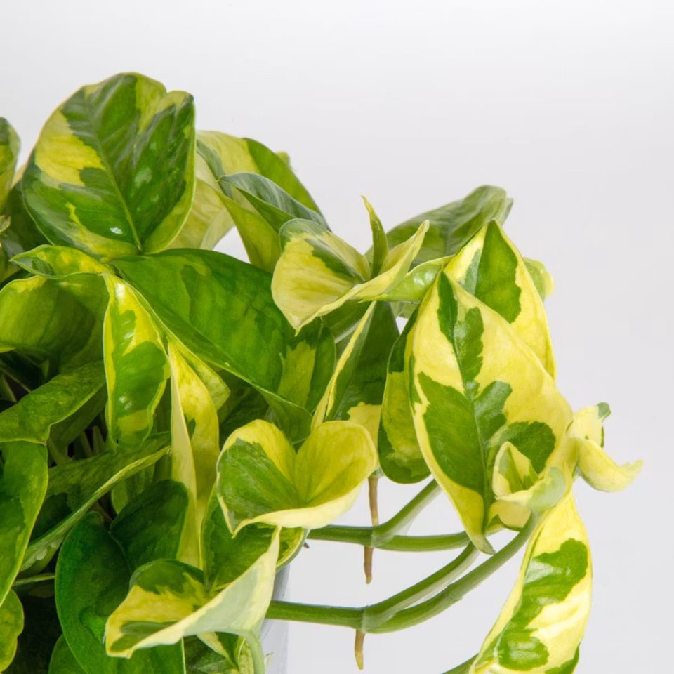 Epipremnum aureum 'Lemon Merinque'