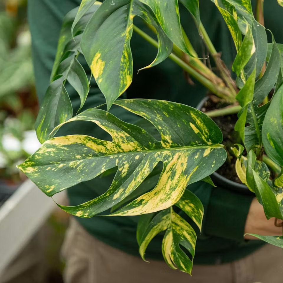 Epipremnum pinnatum "Sunburst"
