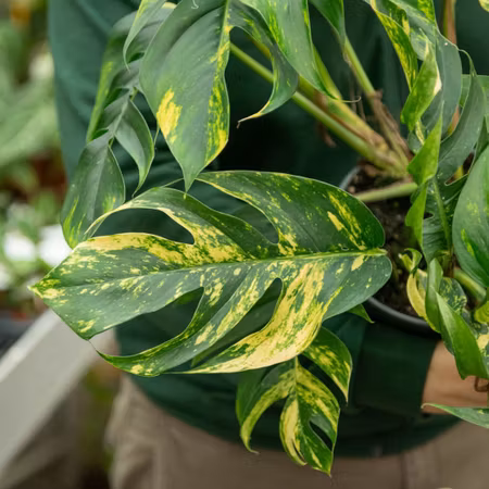 Epipremnum pinnatum "Sunburst"