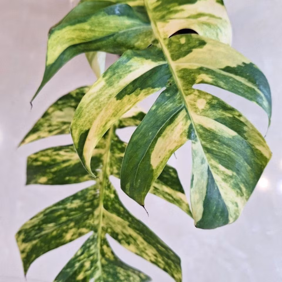 Epipremnum pinnatum "Sunburst"