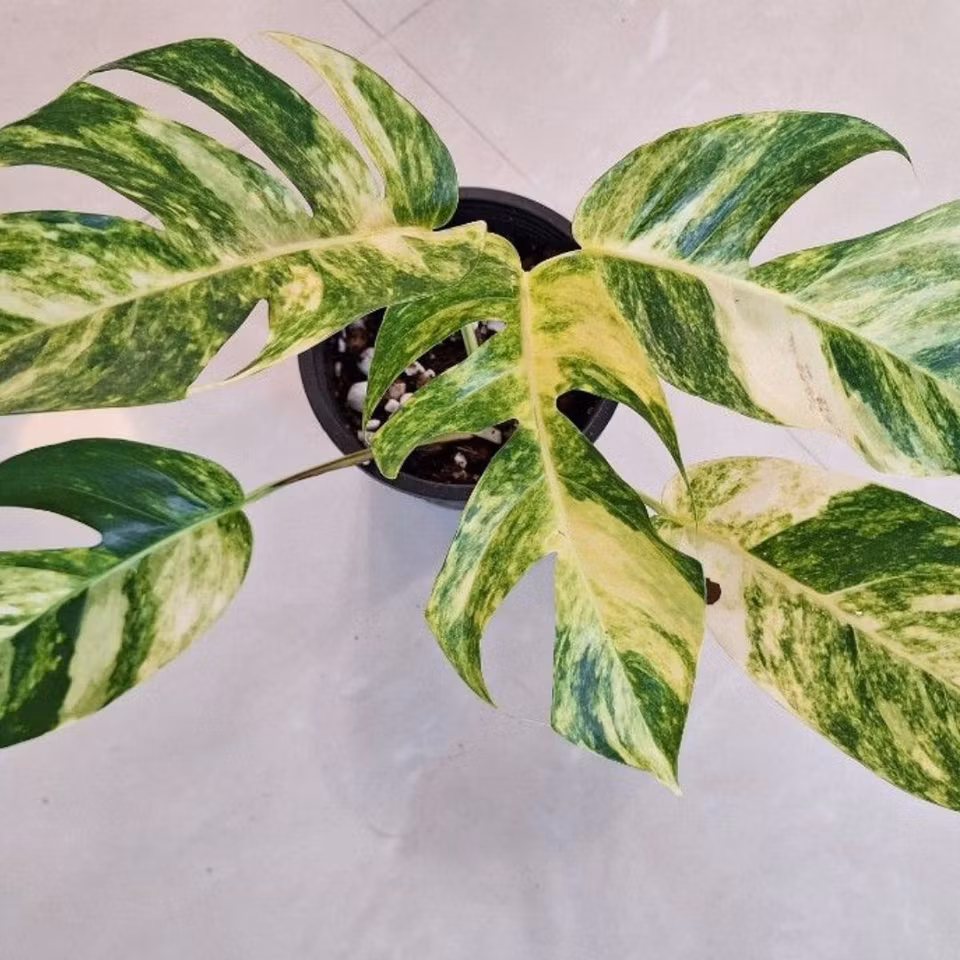 Epipremnum pinnatum "Sunburst"