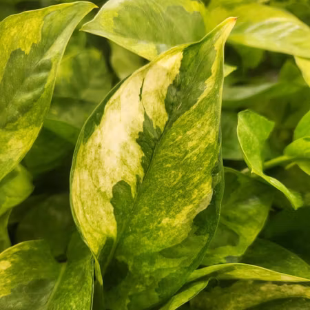 Epipremnum aureum 'Lemon Merinque'
