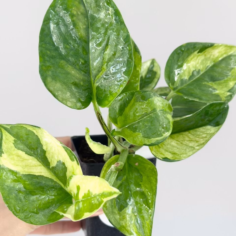 Epipremnum aureum 'Lemon Merinque'