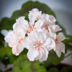 Pelargon 'Elnaryds Miranda'