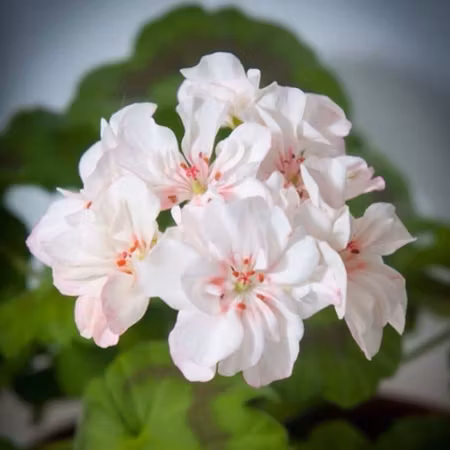 Pelargon 'Elnaryds Miranda'