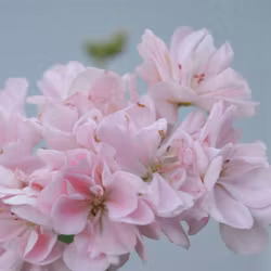 Pelargon 'Elnaryds Miranda'