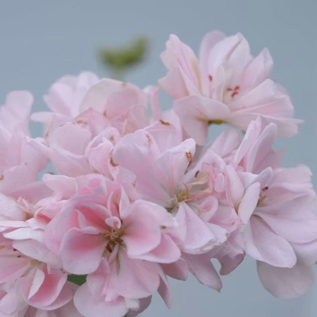 Pelargon 'Elnaryds Miranda'