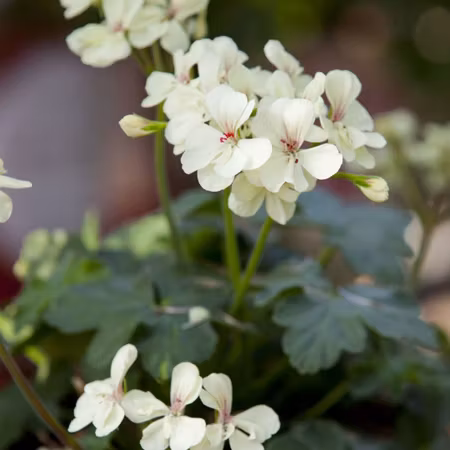 Pelargon 'French Vanilla'