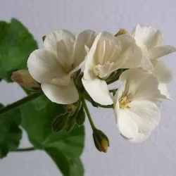 Pelargon 'French Vanilla'