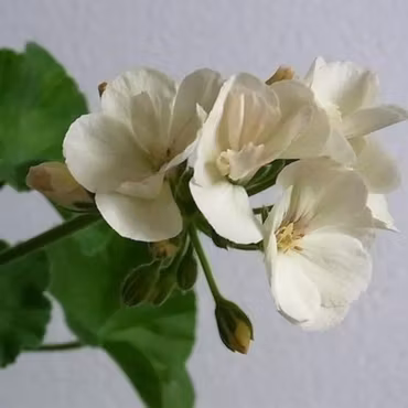 Pelargon 'French Vanilla'