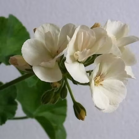 Pelargon 'French Vanilla'