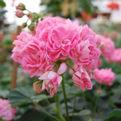 Pelargon 'Norrland Tierpspellan'