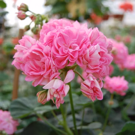 Pelargon 'Norrland Tierpspellan'