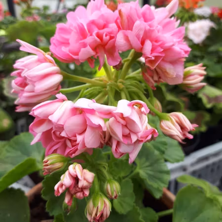Pelargon 'Norrland Tierpspellan'