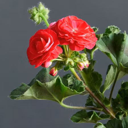 Pelargon 'Viva Rosita'