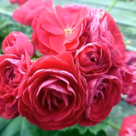 Pelargon 'Viva Rosita'