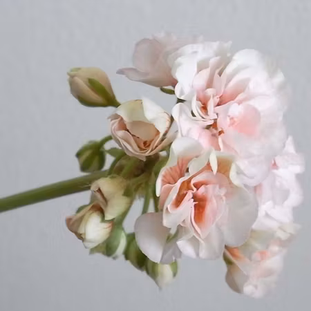 Pelargon 'Jägershus Oslogutten'