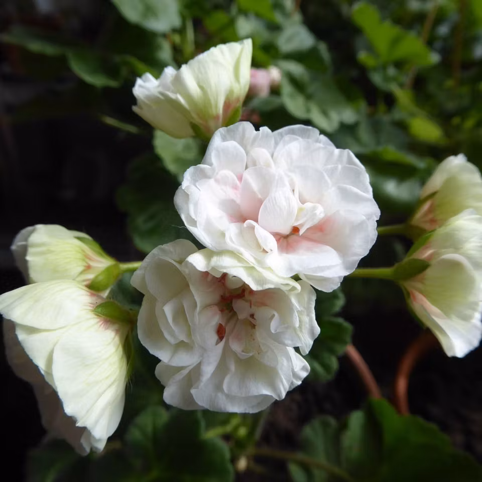 Pelargon 'Jägershus Oslogutten'