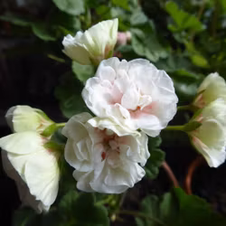 Pelargon 'Jägershus Oslogutten'