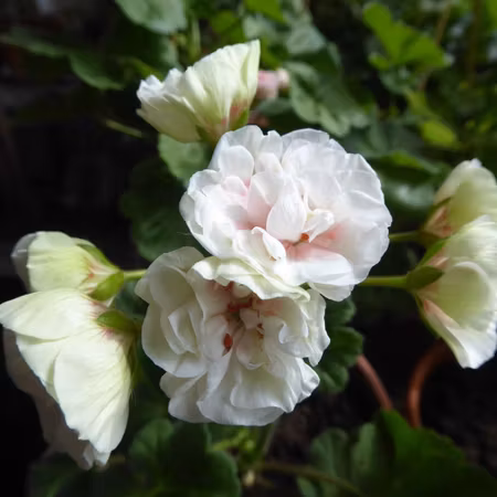 Pelargon 'Jägershus Oslogutten'