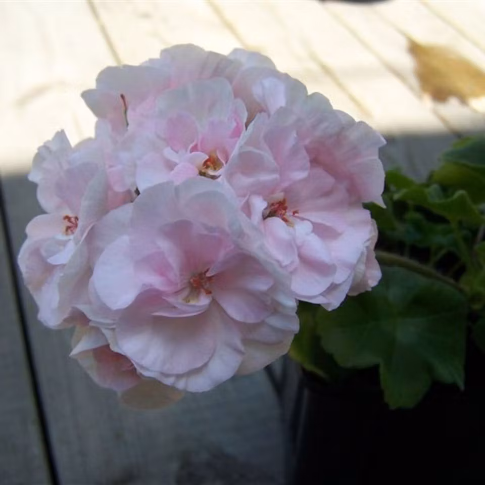 Pelargon 'Jägershus Oslogutten'