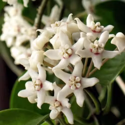 Hoya (Porslinsblomma) australis 'Albomarginata'