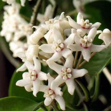 Hoya australis 'Albomarginata'