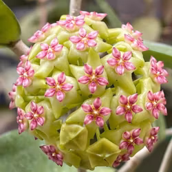 Hoya (Porslinsblomma) erythrostemma 'Cotton Candy'