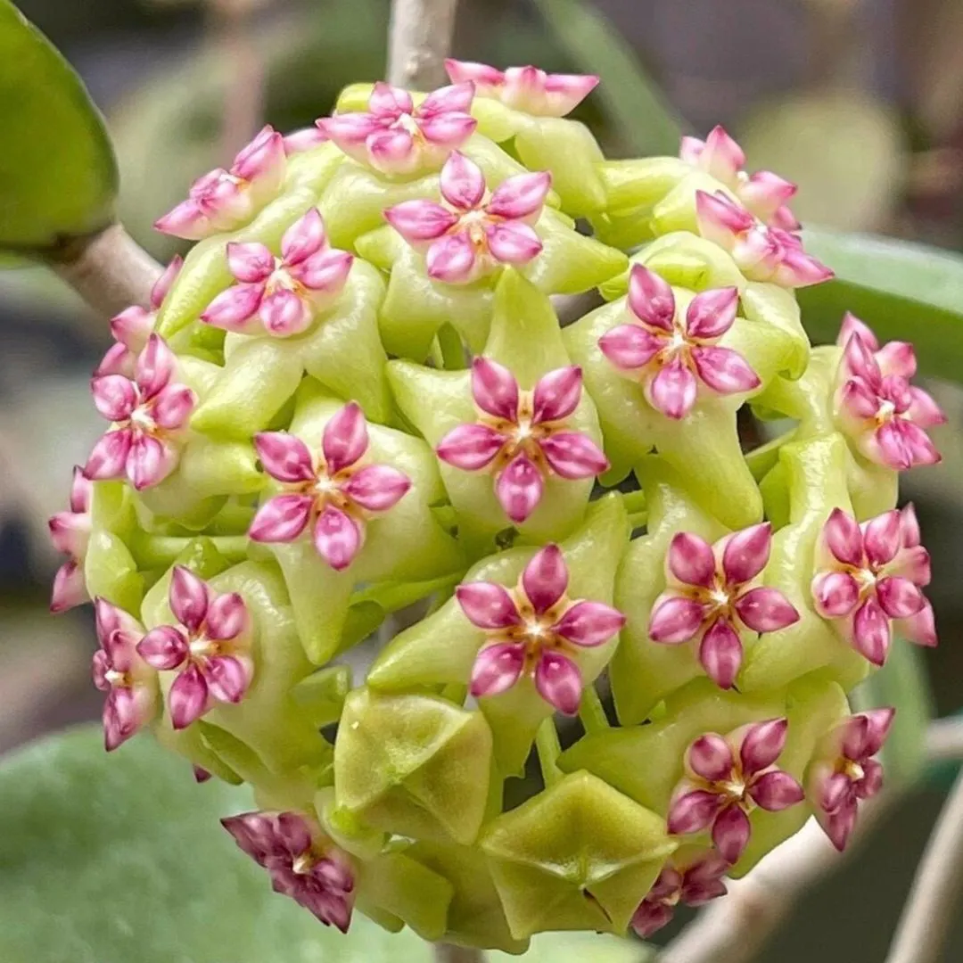 Hoya Porslinsblomma Erythrostemma Cotton Candy Airis Garden hoya-porslinsblomma-erythrostemma-cotton-candy-airis-garden