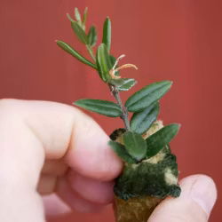 Hoya (Porslinsblomma) engleriana
