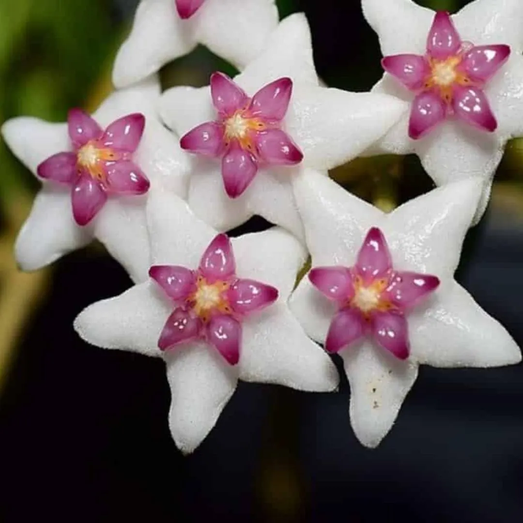 Hoya Porslinsblomma Engleriana Airis Garden hoya-porslinsblomma-engleriana-airis-garden