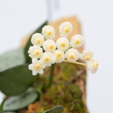 Hoya (Porslinsblomma) krohniana 'Silver'