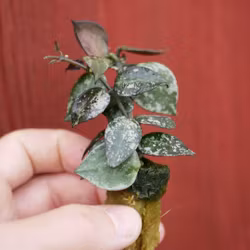 Hoya (Porslinsblomma) krohniana 'Silver'
