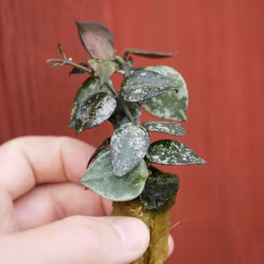 Hoya (Porslinsblomma) krohniana 'Silver'