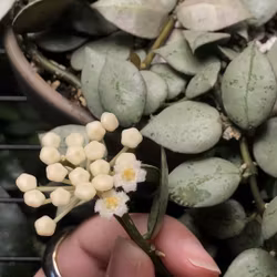 Hoya krohniana 'Silver' (Porslinsblomma) 10 cm
