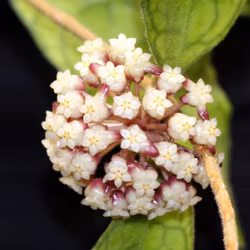 Hoya (Porslinsblomma) maenam