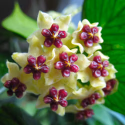 Hoya polyneura 'Fishtail (Porslinsblomma) 10 cm